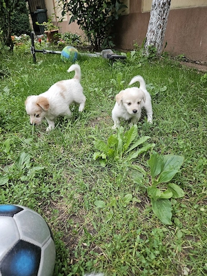 pui bichon adorabili - imagine 4