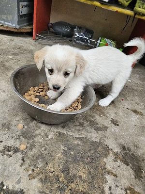 pui bichon adorabili