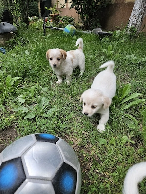 pui bichon adorabili - imagine 3
