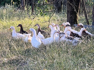 Rațe bobocii 