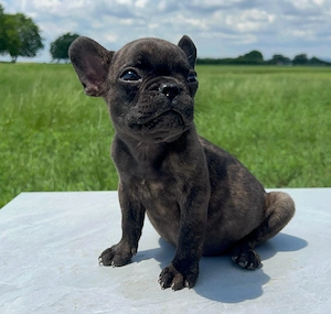 Bulldog francez 