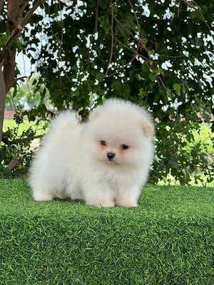 Asigur transport !!! Pui Pomeranian albi pufosi si jucausi !!!
