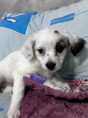 vand catelusa bichon maltez!!! - imagine 2