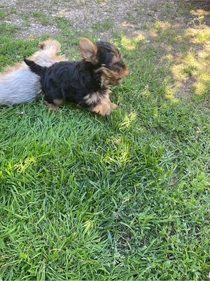 yorshire terrier  - imagine 2
