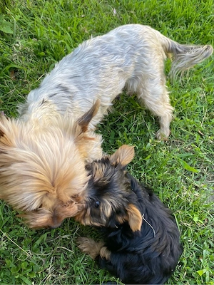 yorshire terrier  - imagine 3