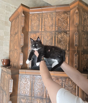 Pui Maine Coon certificat pedigree - imagine 4