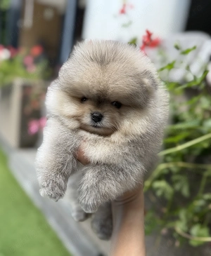 Pomeranian fetița pedigree FCI - imagine 3