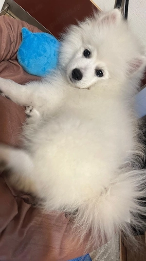 Pomeranian Vulpino-Spitz - imagine 4