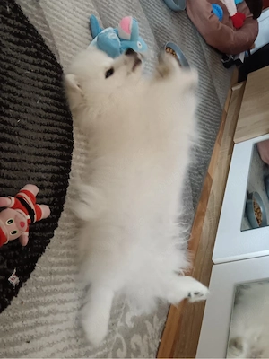 Pomeranian Vulpino-Spitz - imagine 2