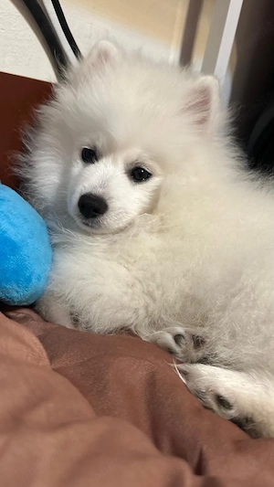 Pomeranian Vulpino-Spitz - imagine 3