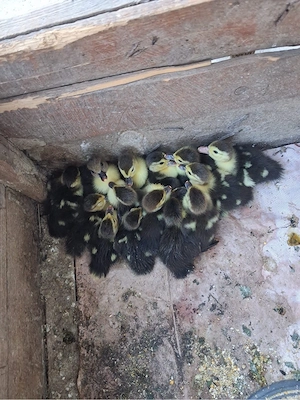 Vand boboci rață