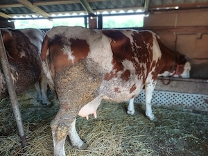 Vind vacă de abator 600 650.