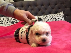bichon frise
