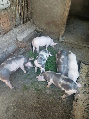 Purcei de vanzare!
