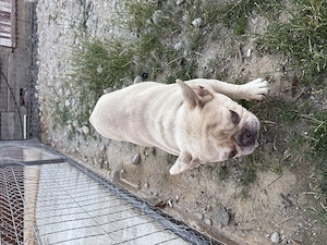 Câine Buldog Francez Rasa pura - imagine 4