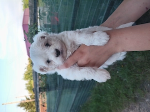 Bichon Maltez caută căsuța nouă  - imagine 3