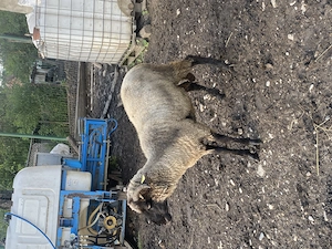 Oaie tigaie bucălaie 