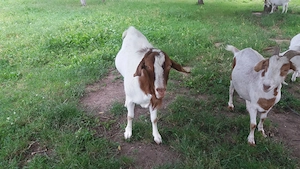 Tap Boer  capre si iezi - imagine 4