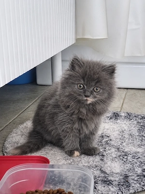 Vand 2 pisicute (una alba si una gri) tata persan si mama angora turceasca