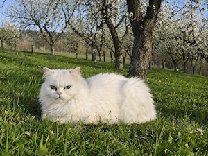 Vand 2 pisicute (una alba si una gri) tata persan si mama angora turceasca - imagine 5
