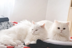 Vand 2 pisicute (una alba si una gri) tata persan si mama angora turceasca - imagine 4