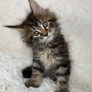 Maine coon