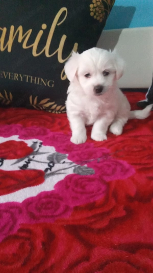 Bichon talie mică miny toy  - imagine 3