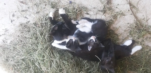 Caut căsuță  pentru 3 motanei si 1 pisicuta - imagine 3