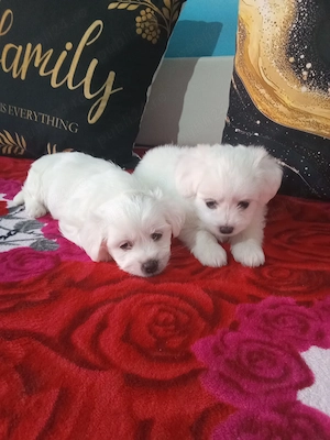 Bichon talie mică miny toy 