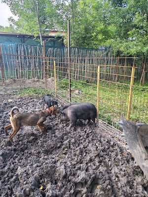 Câine de vânătoare copoi mix laika siberian schimb