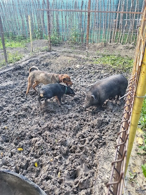 Câine de vânătoare copoi mix laika siberian schimb - imagine 4
