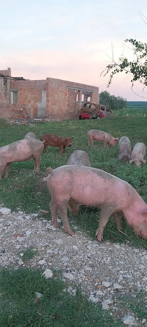 Purcei de 2 luni jumate - imagine 2