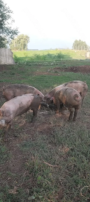 Șoldani spre vânzare!!!