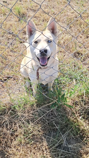 Dau spre adopție cățelușă Husky metis   Chow-Chow  - imagine 3