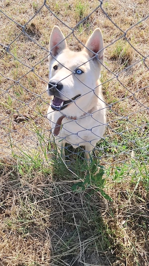Dau spre adopție cățelușă Husky metis   Chow-Chow 