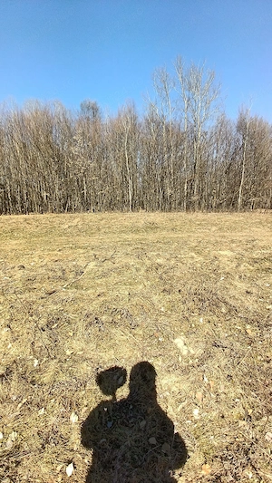  De vânzare teren parcelă de pădure,județul Neamț com.Rediu Borlesti!!!  - imagine 7