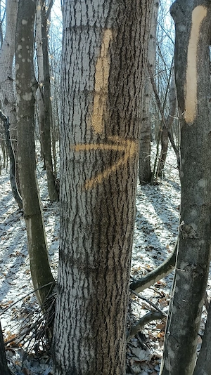  De vânzare teren parcelă de pădure,județul Neamț com.Rediu Borlesti!!!  - imagine 9