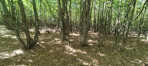  De vânzare teren parcelă de pădure,județul Neamț com.Rediu Borlesti!!!  - imagine 8