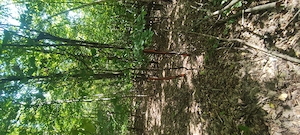  De vânzare teren parcelă de pădure,județul Neamț com.Rediu Borlesti!!!  - imagine 4