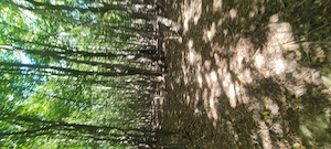  De vânzare teren parcelă de pădure,județul Neamț com.Rediu Borlesti!!!  - imagine 10