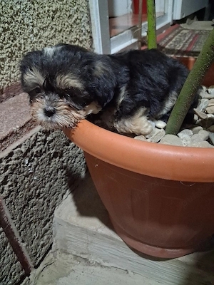 Bichon maltez