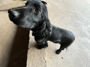 cocker spaniel 