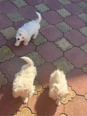 Bichon maltez