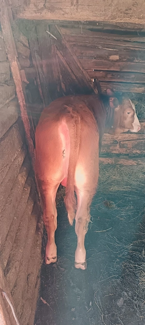 Se vinde vacă cu vițel Nadas jud Arad 