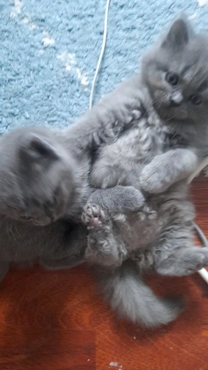 Puii British Shorthair blue