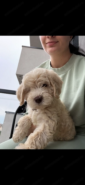 Maltipoo băiețel 3 luni  - imagine 3