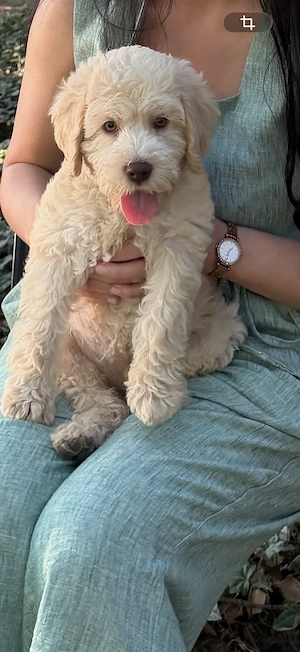 Maltipoo băiețel 3 luni 
