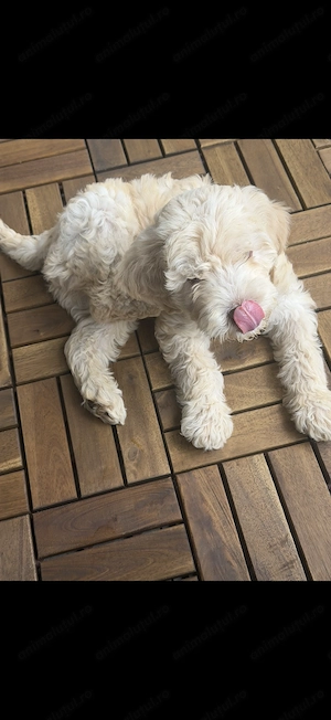 Maltipoo băiețel 3 luni  - imagine 4
