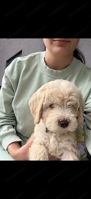 Maltipoo băiețel 3 luni  - imagine 2