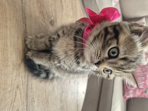 Pisici British shorthair longhair